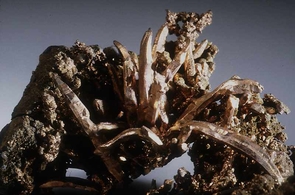 Part of the UA Mineral Museum's copper collection. (Credit: Monica Graeme) Part of the UA Mineral Museum's copper collection. (Credit: Monica Graeme)